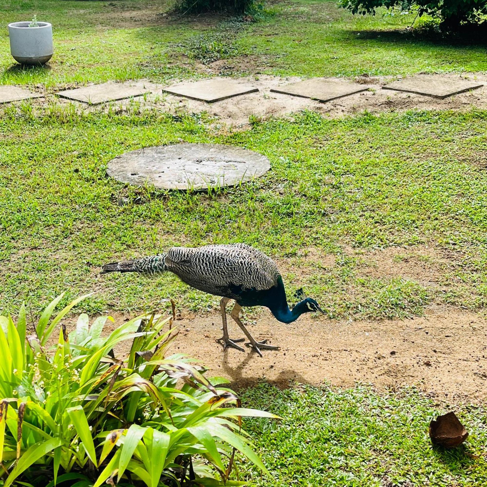 טנגלה Hanguk Lanka Lagoon Villa מראה חיצוני תמונה